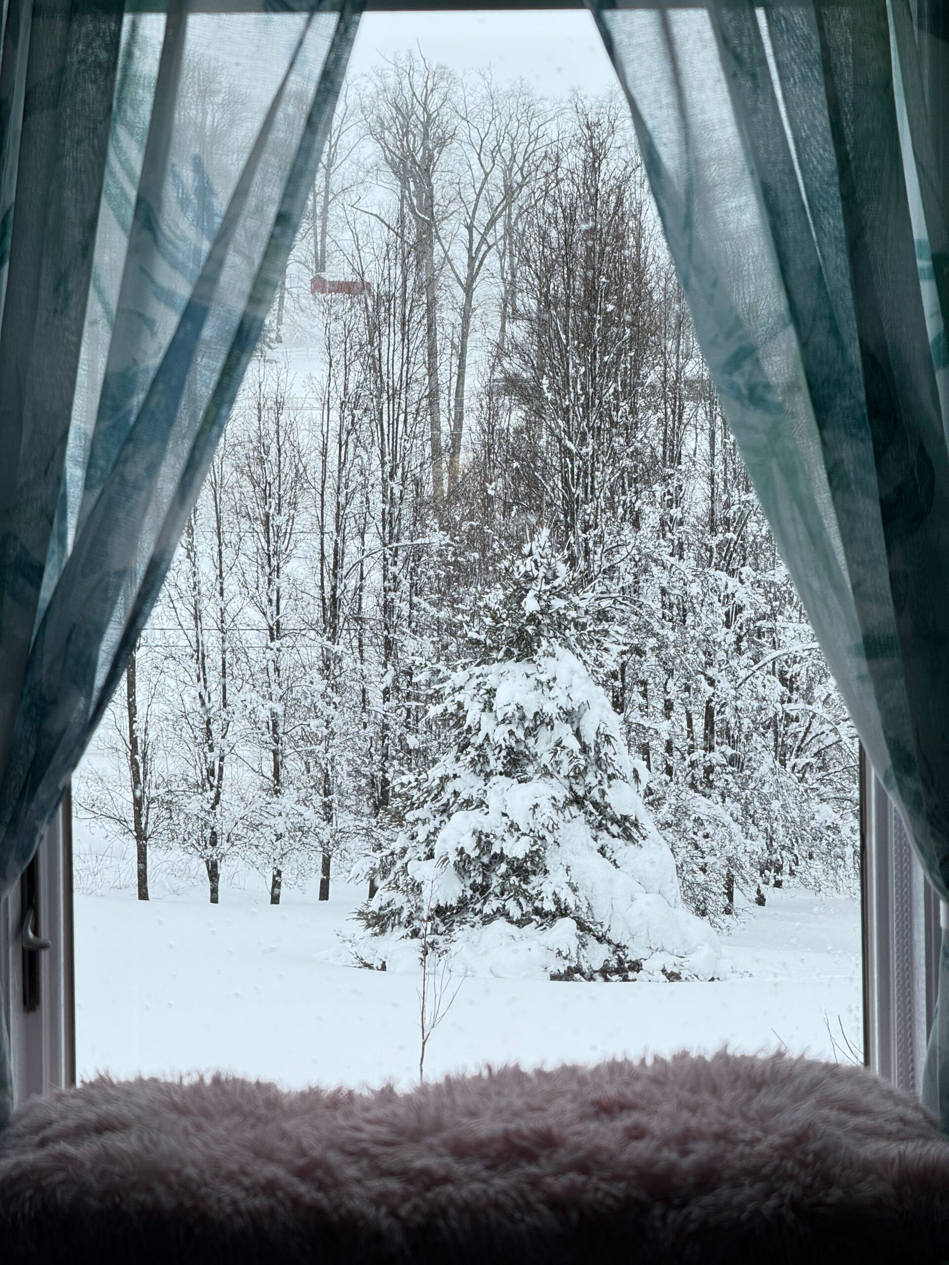 Deep snow and bare trees outside a window, the weather a home faces when the heat goes out